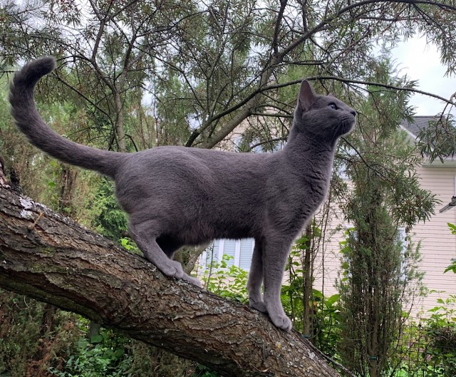 Котовторник. Начало