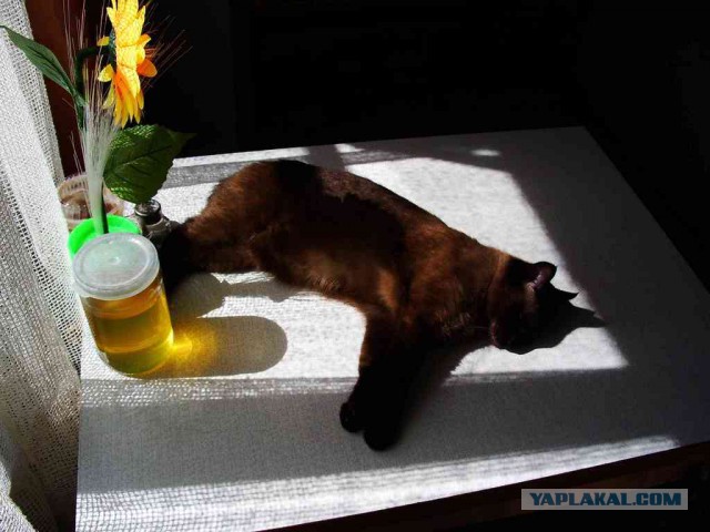 Котовторник  08.04.2014