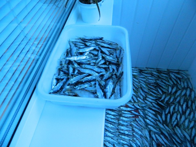 Ритейлеры уведомили правительство о повышении цен