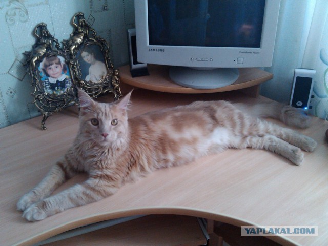 Котовторник 26.08.14.