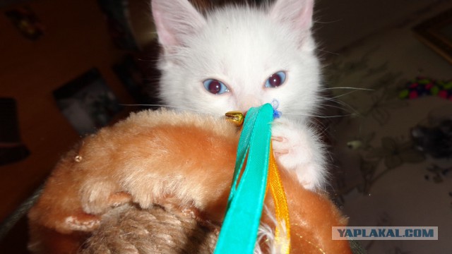 Котовторник 21.10.2014
