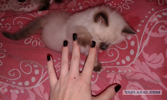 Котовторник 11.11.2014