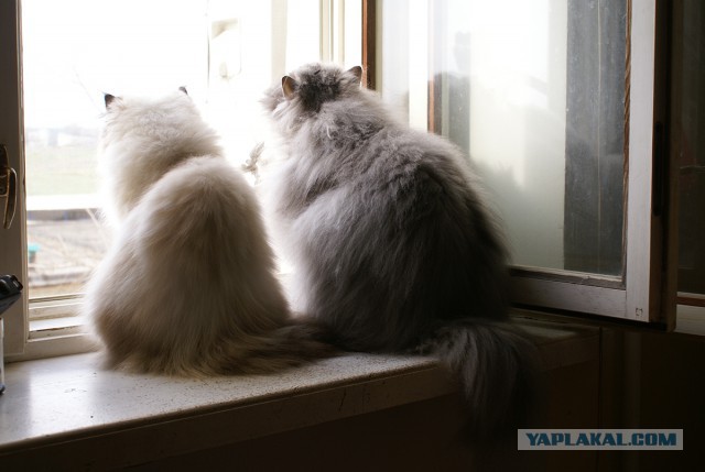 Котовторник 18.11.2014