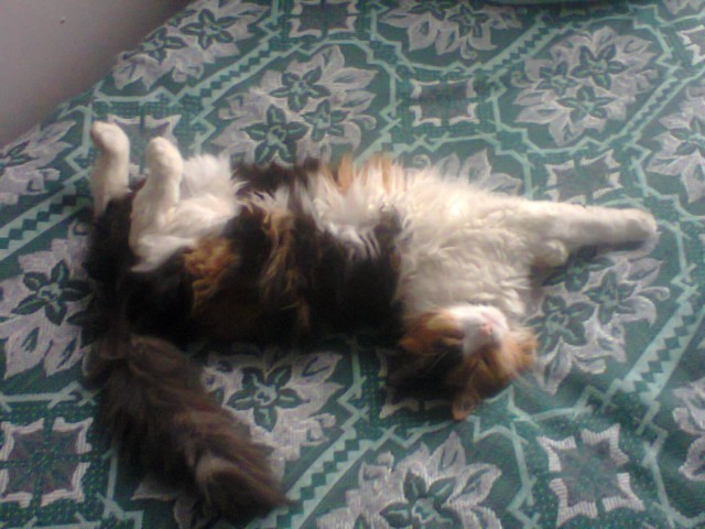 Спят усталые ...