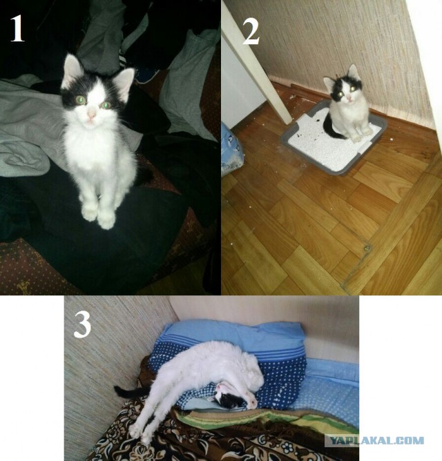 Котовторник 5.05.2015.
