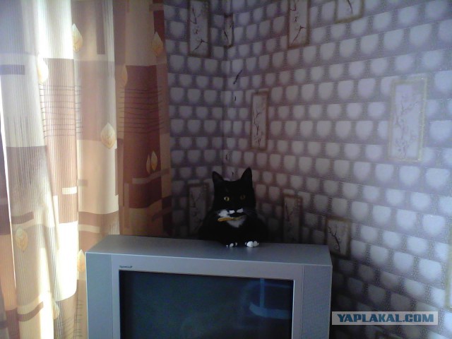 Котовторник 12.05.2015