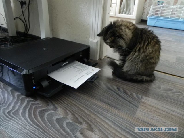 Котовторник 11.08.2015