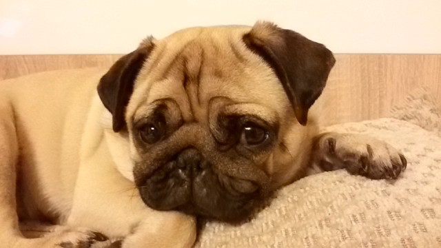 Прогулка с мопсом: унизительно, но увлекательно