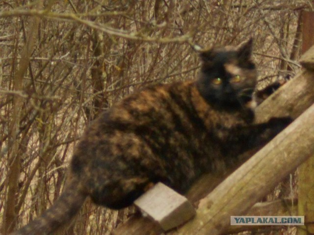 Жизнь домашнего приюта для котеек 101