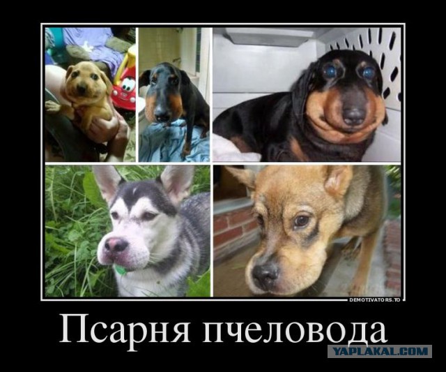 Прикольные фотомемы и демотиваторы