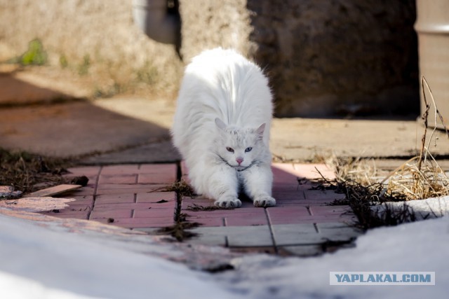 Про моего котика: нежного, злого, вредного