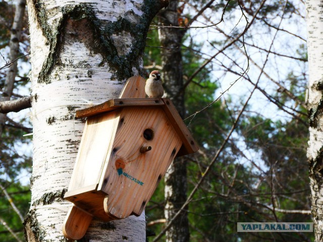 Каких птиц вы видите в городе?