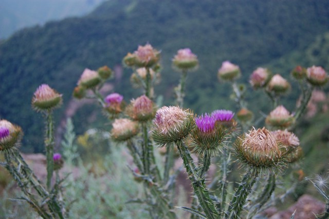 Заброшенный старый аул высоко в горах