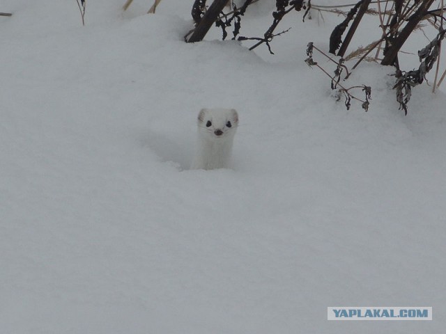 Пугливая мимимишка