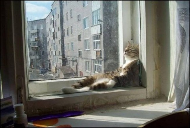 Коты из сети