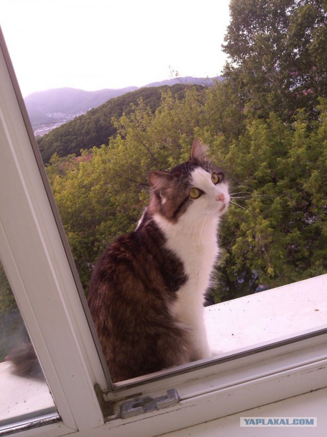 Портреты бродячих котов