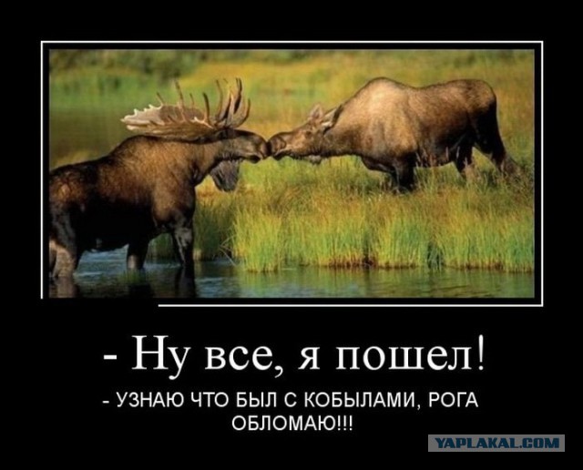 Баяны в чёрных рамках