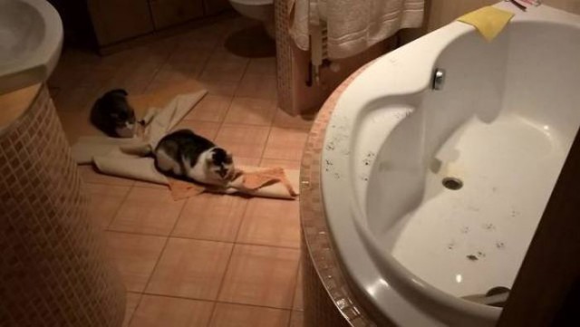 Коты и Кошки