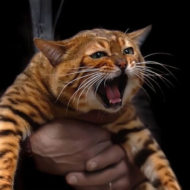 Коты и Кошки