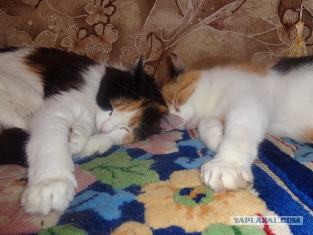 Котовторник 11.07.2017