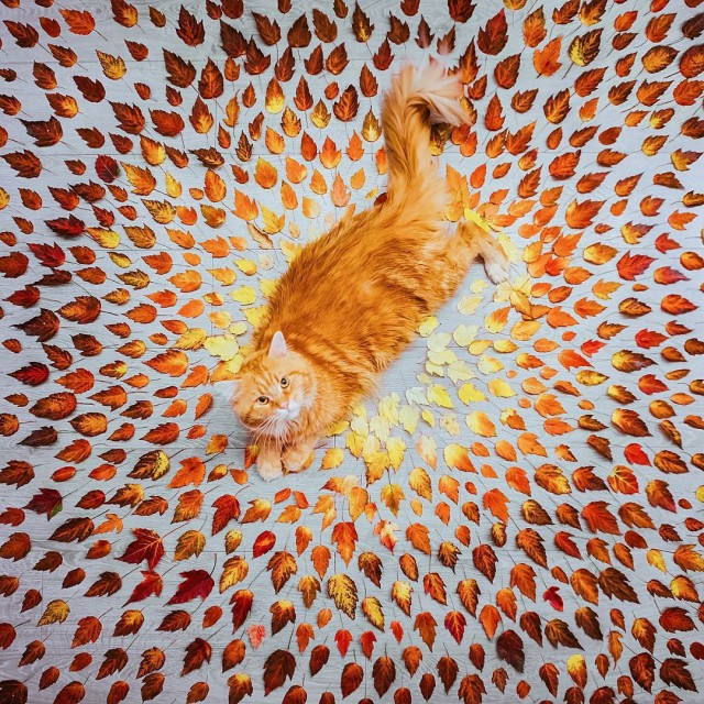 Коты и Кошки