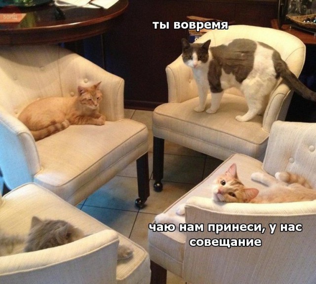 Коты и Кошки