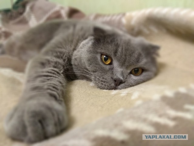 Котовторник  19.12.2017