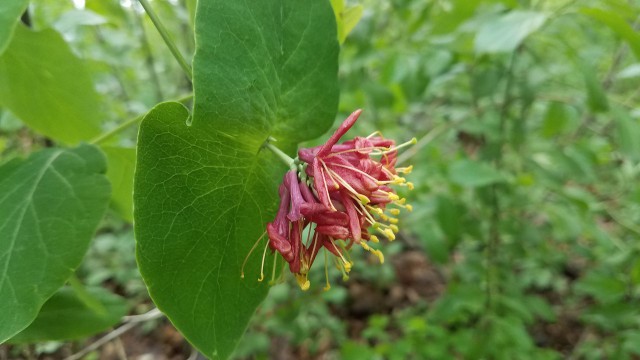 Просто Природа