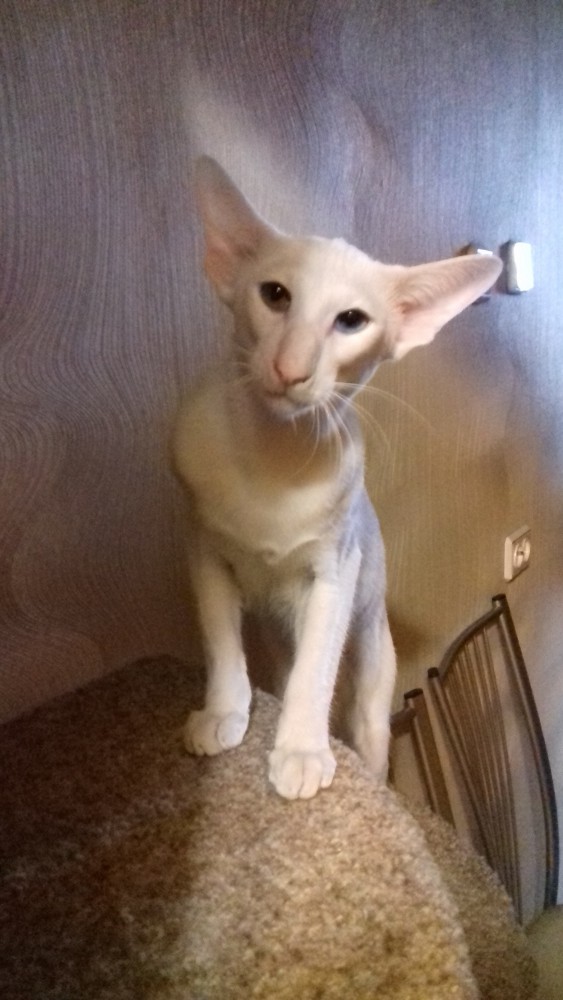 Ушастые кошки