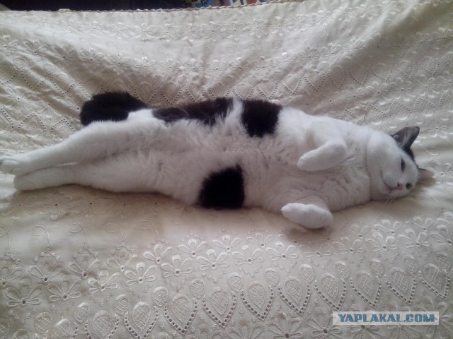 Котовторник  23.01.2018