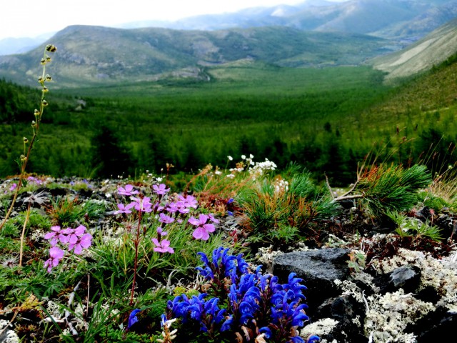 Зеркала