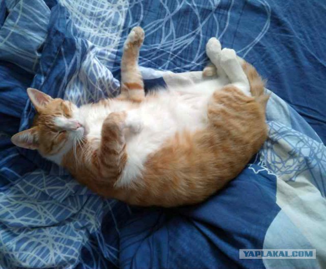 Котовторник ждали? А вот и он!