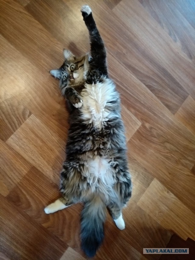 Котовторник 29.5.18
