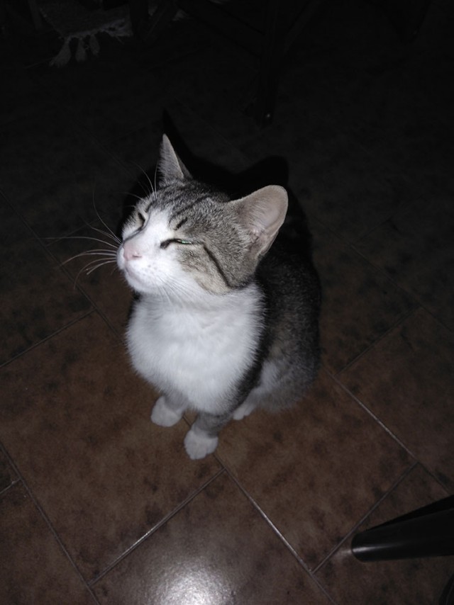 Котовторник  12.06.2018