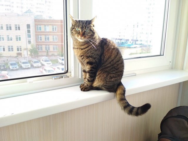 Котовторник  12.06.2018
