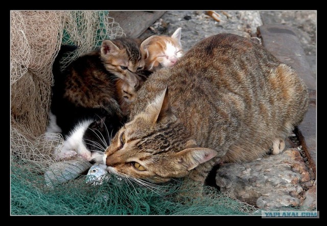 Ура, котовторник! (01.07.2008)
