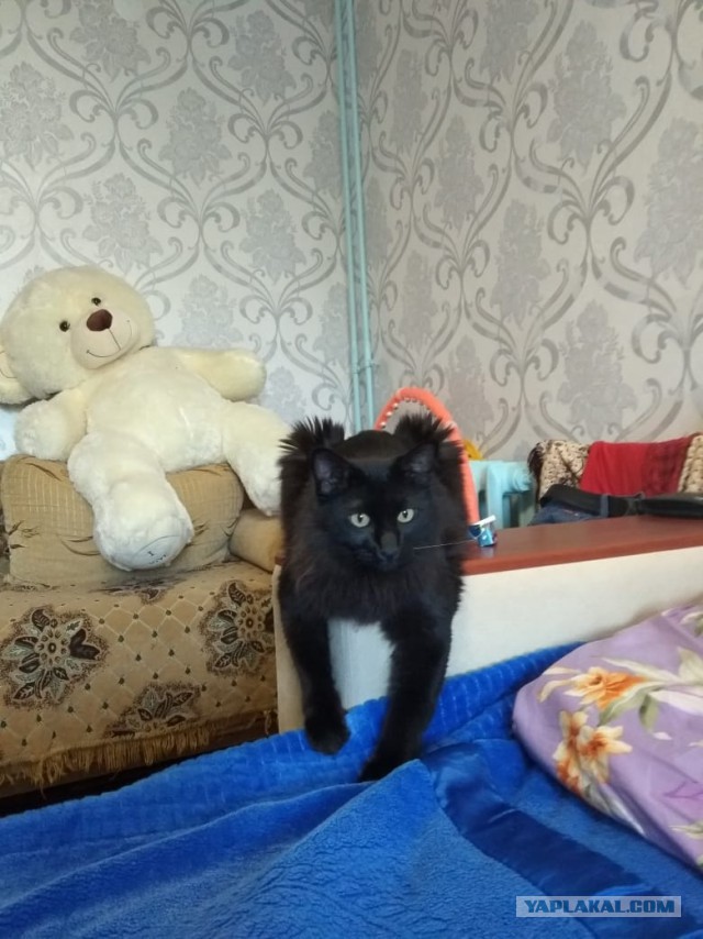 Котовторник  31.07.2018