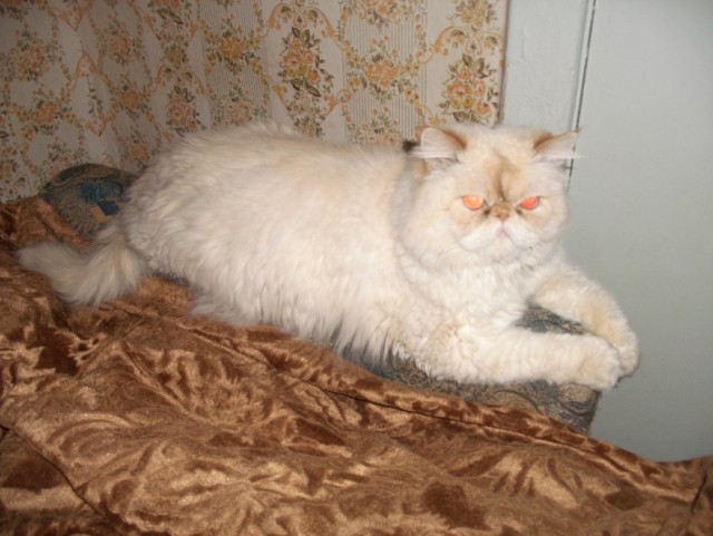 Котовторник на 22 июня