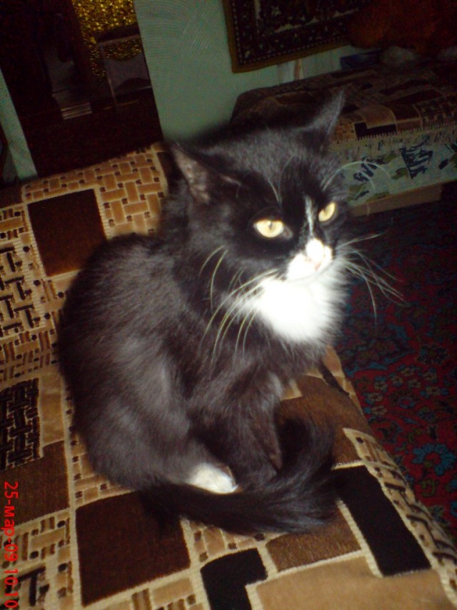 Котовторник уже сегодня!