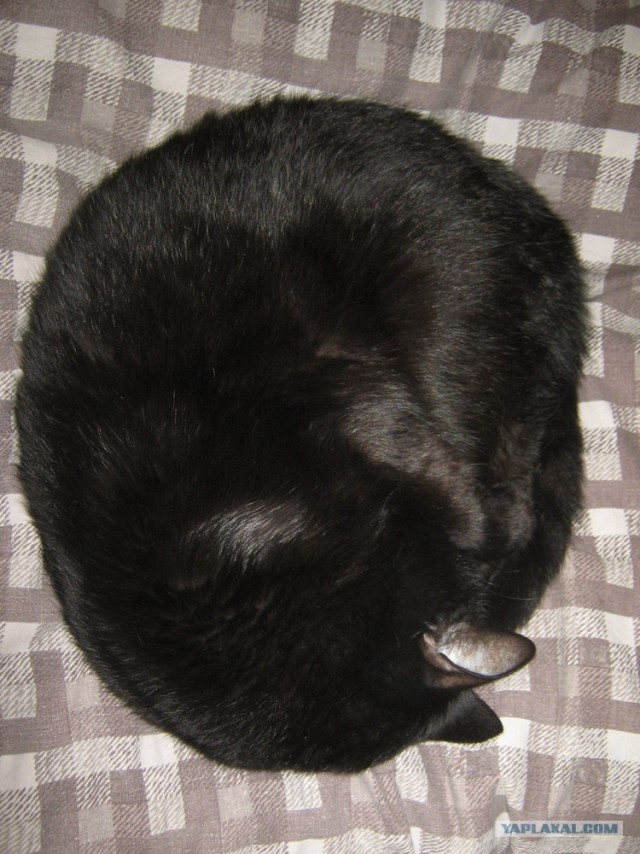 Котовторник  07.06.11