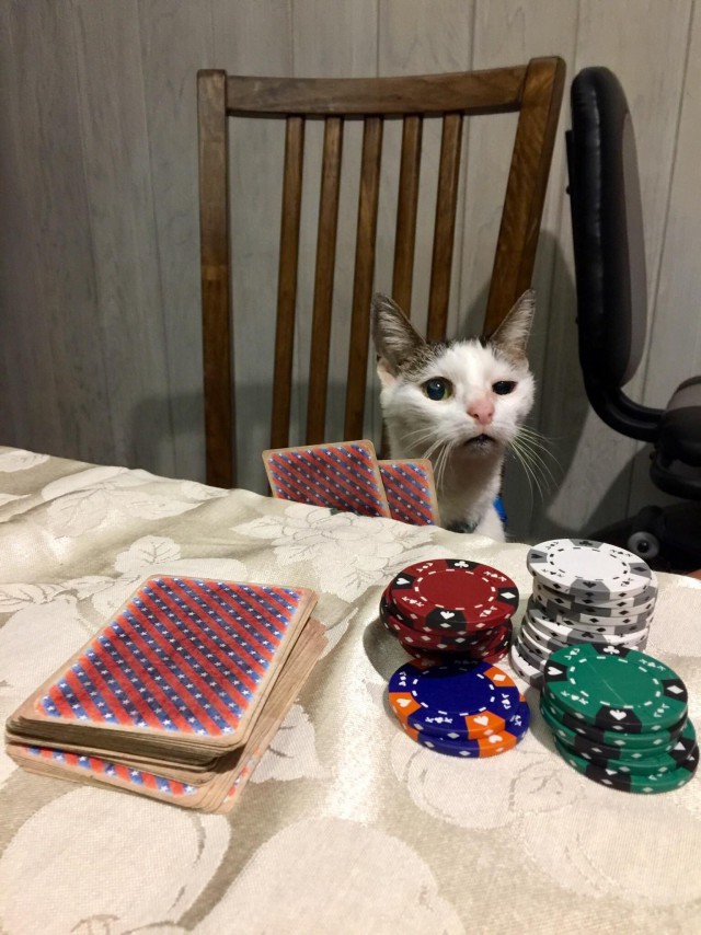 Прикольных котов пост