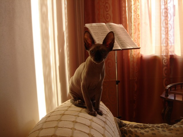 Котовторник (31.01.2012)