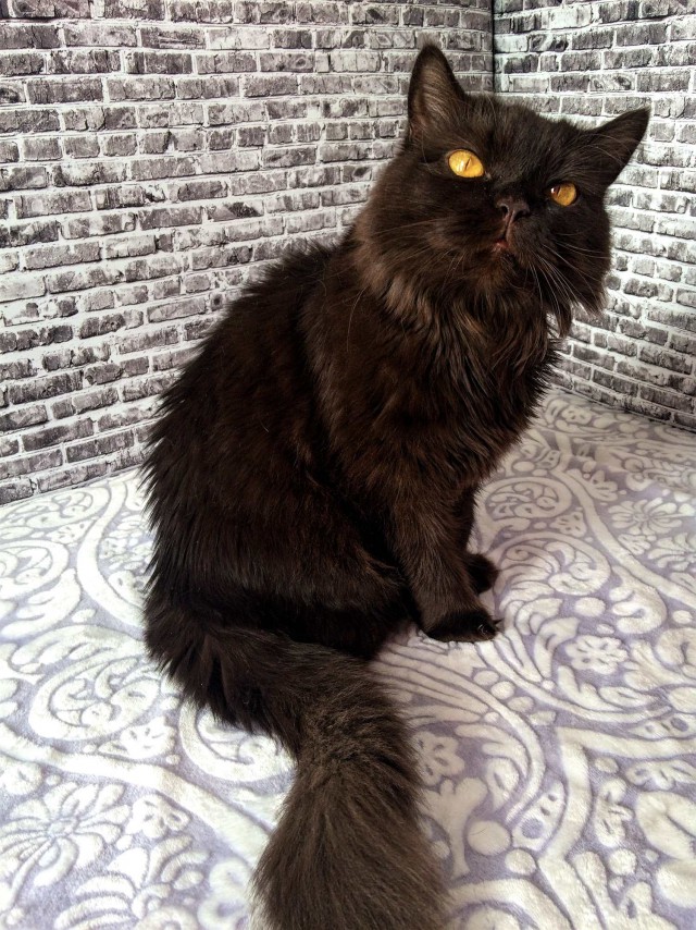 Прикольных котов пост