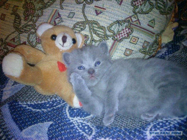 Котовторник 11.09.2012