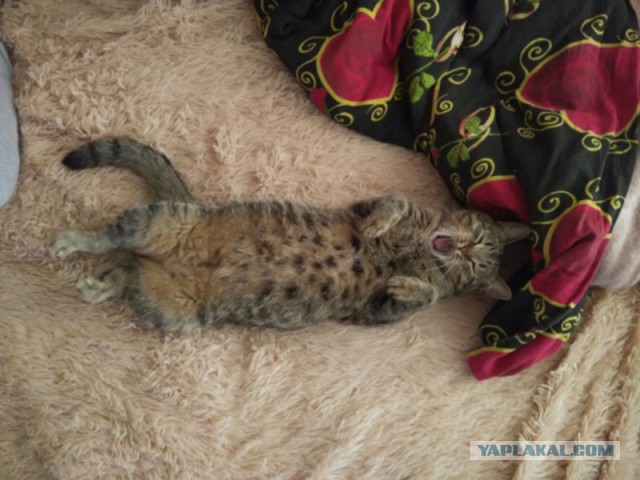Кошки, которые заснули в самых невообразимых позах