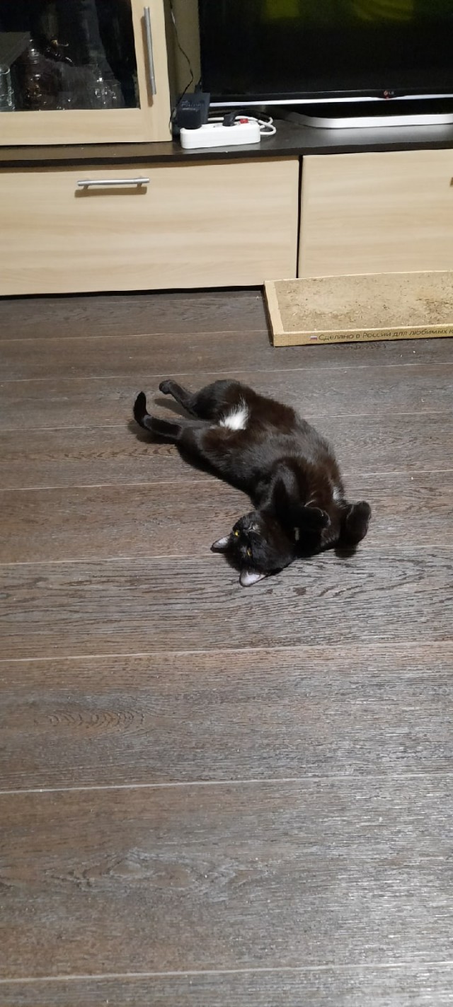 Коты, которые нас порадовали!