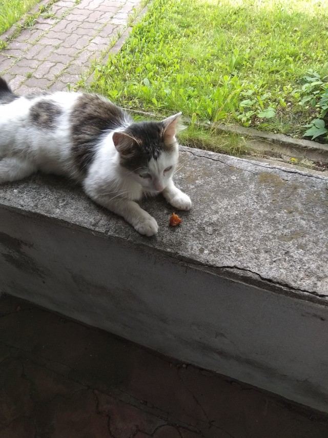 Котейка набралась сил