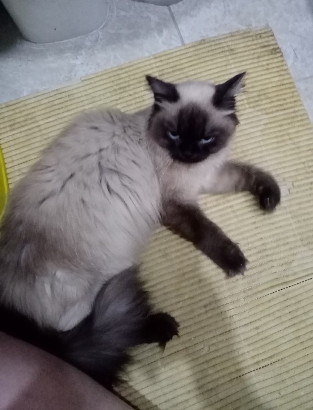Котовторник