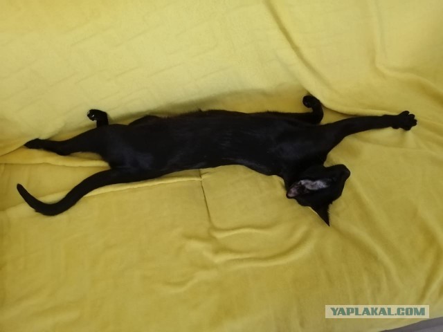 Котовторник. Наша собственная банда