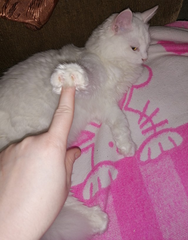 Погнали! С котовторником, други!